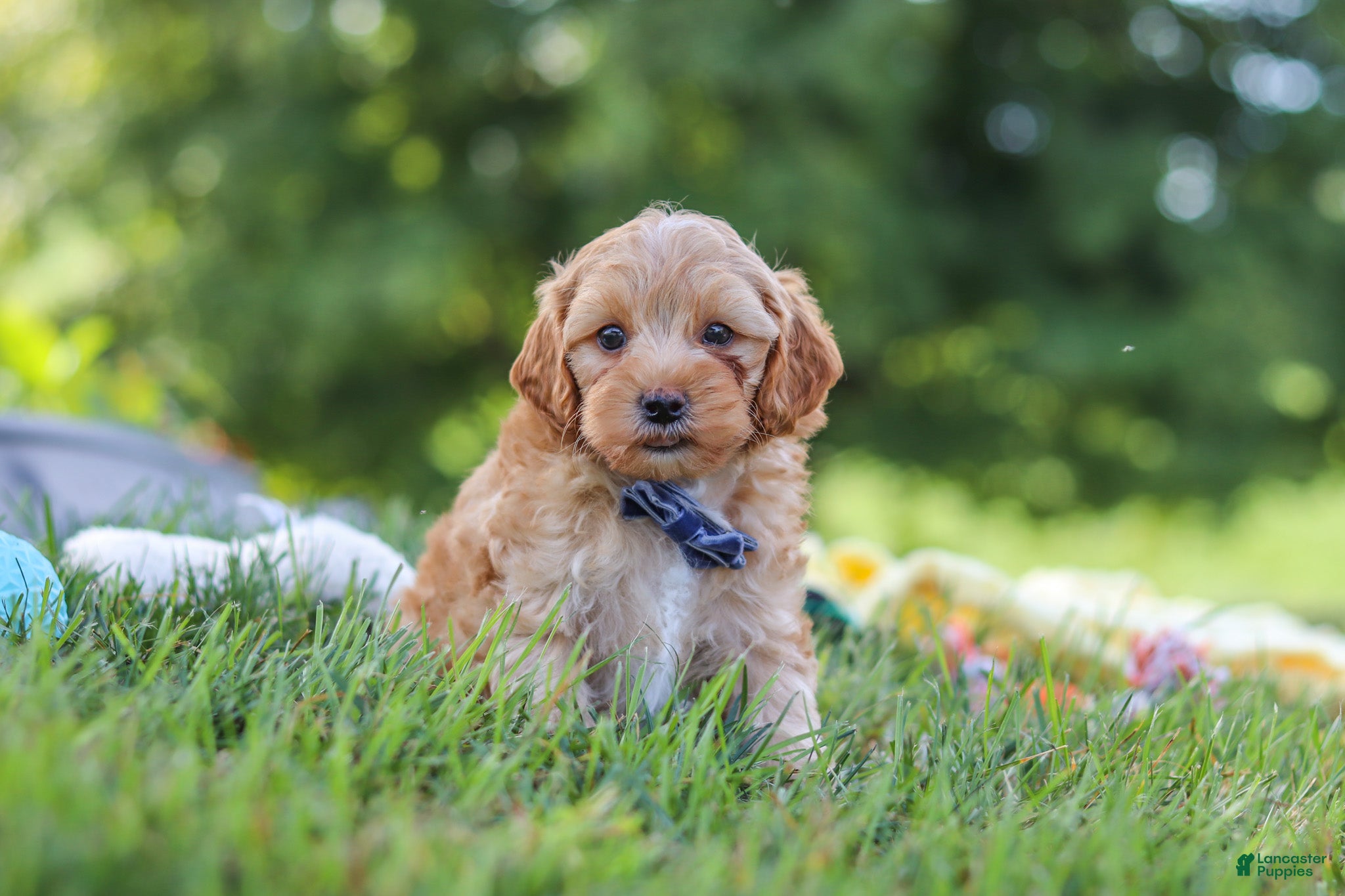 Yorkiepoo dogs Asher - Ad 2