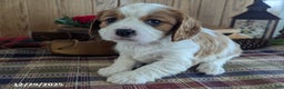 Cavalier King Charles Spaniel dogs for sale: Buster - Ad 3