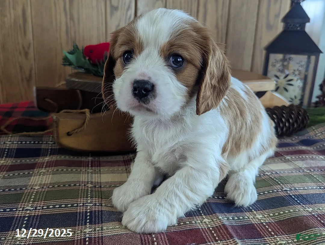 Cavalier King Charles Spaniel dogs for sale: Buster - Ad 3