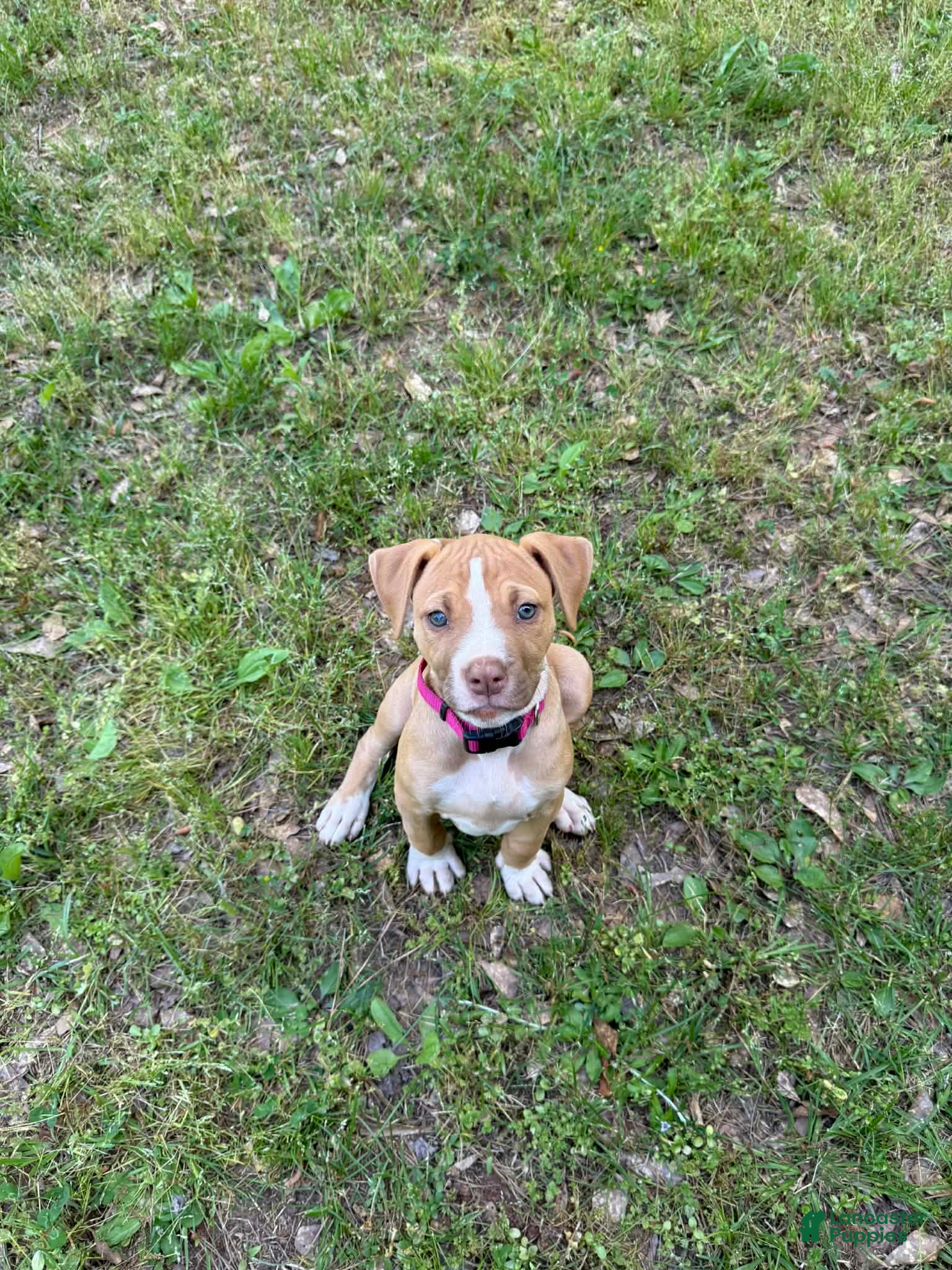 American Bulldog dogs for sale: Daisy - Ad 1