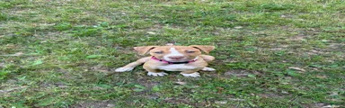 Daisy