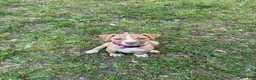 American Bulldog dogs for sale: Daisy - Ad 1