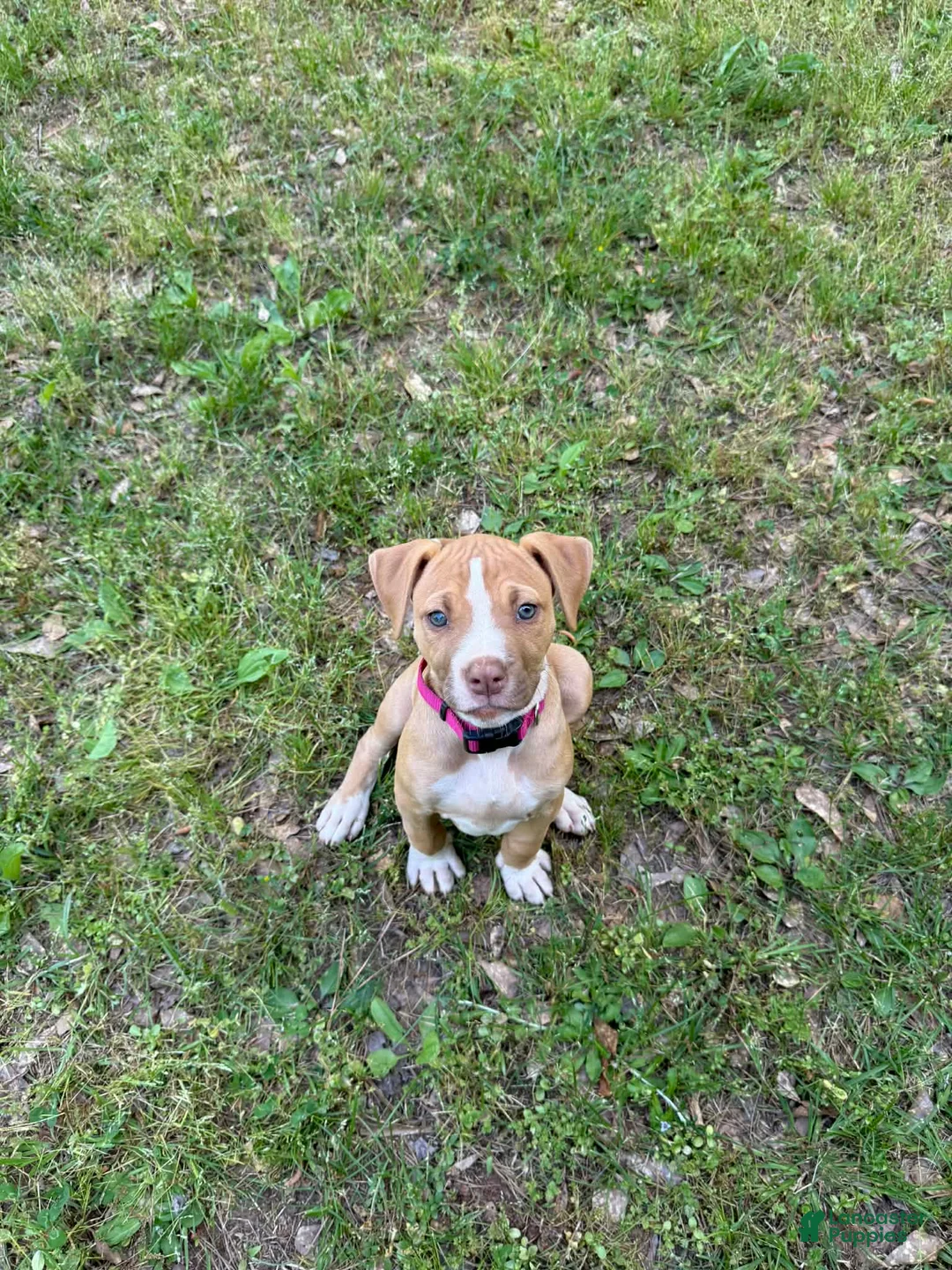 American Bulldog dogs for sale: Daisy - Ad 1