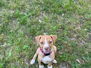 American Bulldog dogs for sale: Daisy - Ad 1