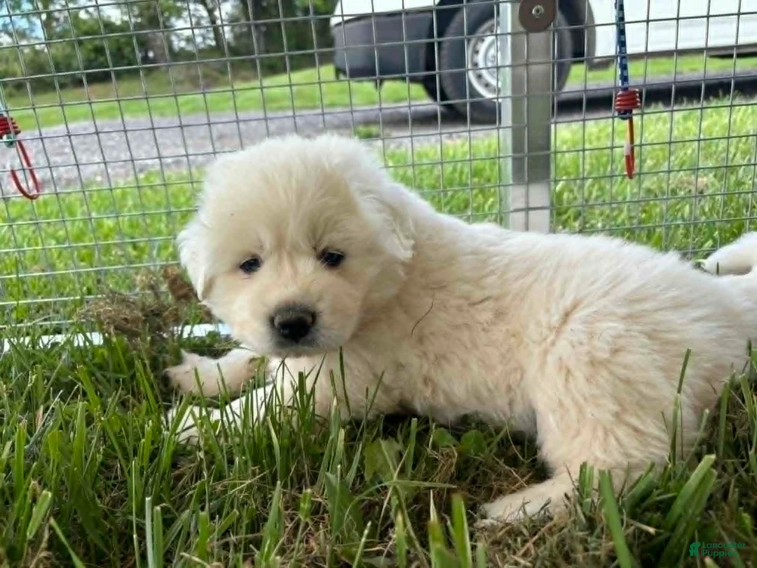 Great Pyrenees dogs for sale: Great Pyrenees Puppy 5 Purple - Ad 2