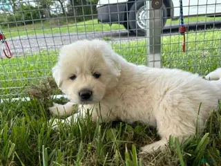 Great Pyrenees dogs Great Pyrenees Puppy 5 Purple - Ad 10