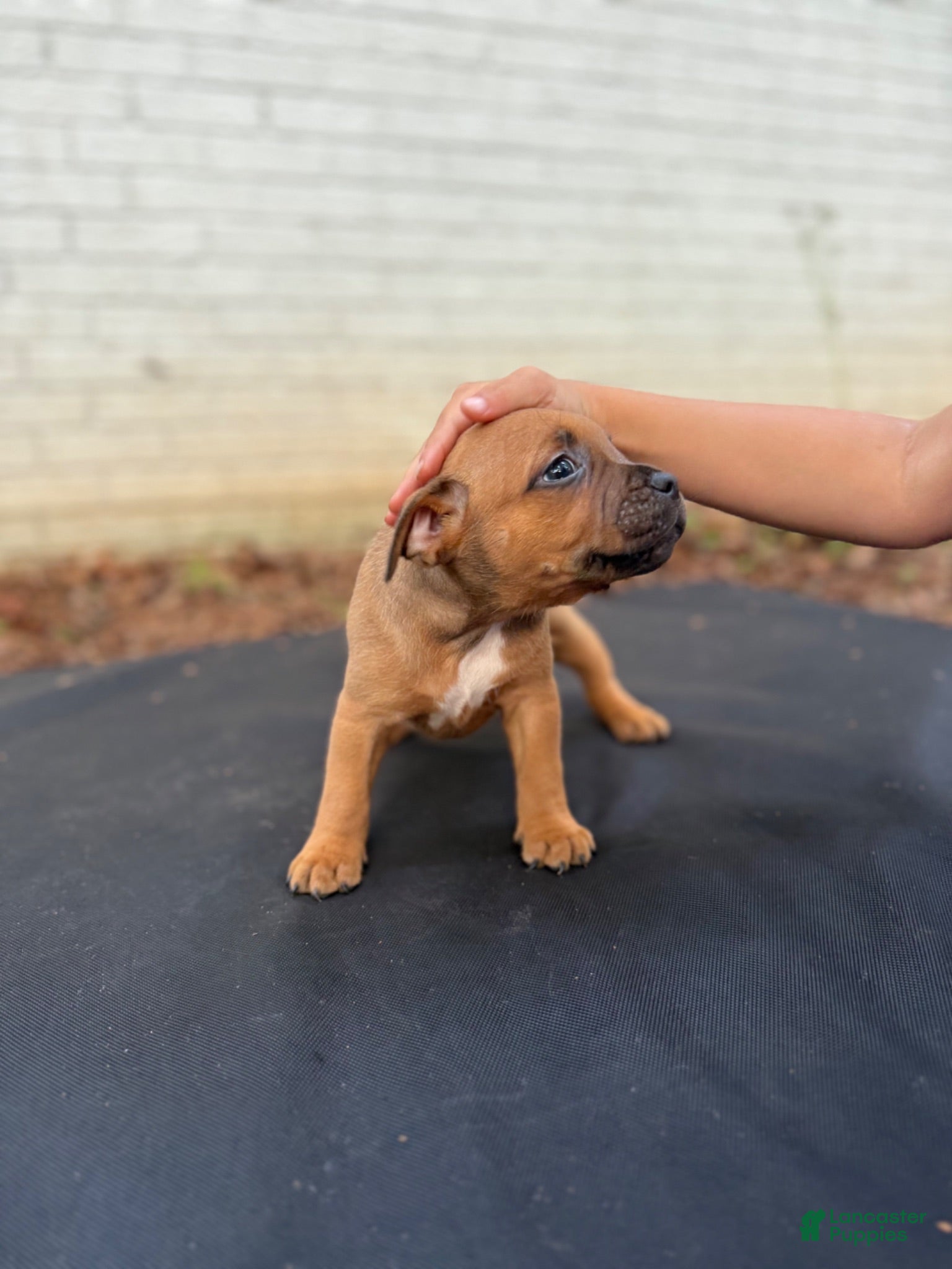Staffordshire Bull Terrier dogs Staffordshire Bull Terrier 2 - Ad 2