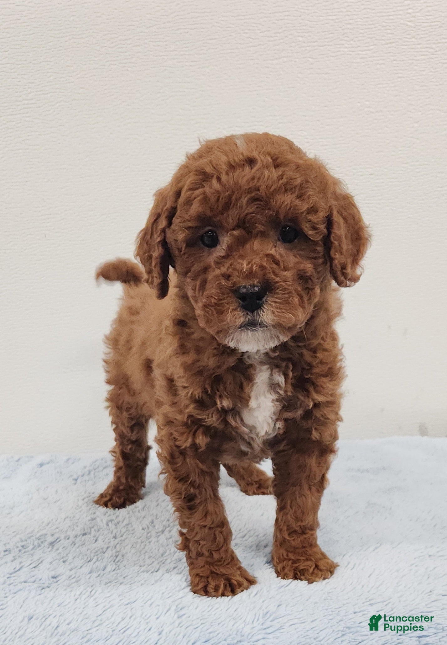 Mini Goldendoodle dogs Rocky - Ad 1