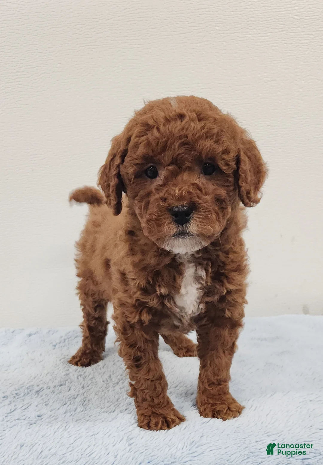 Mini Goldendoodle dogs for sale: Rocky - Ad 7