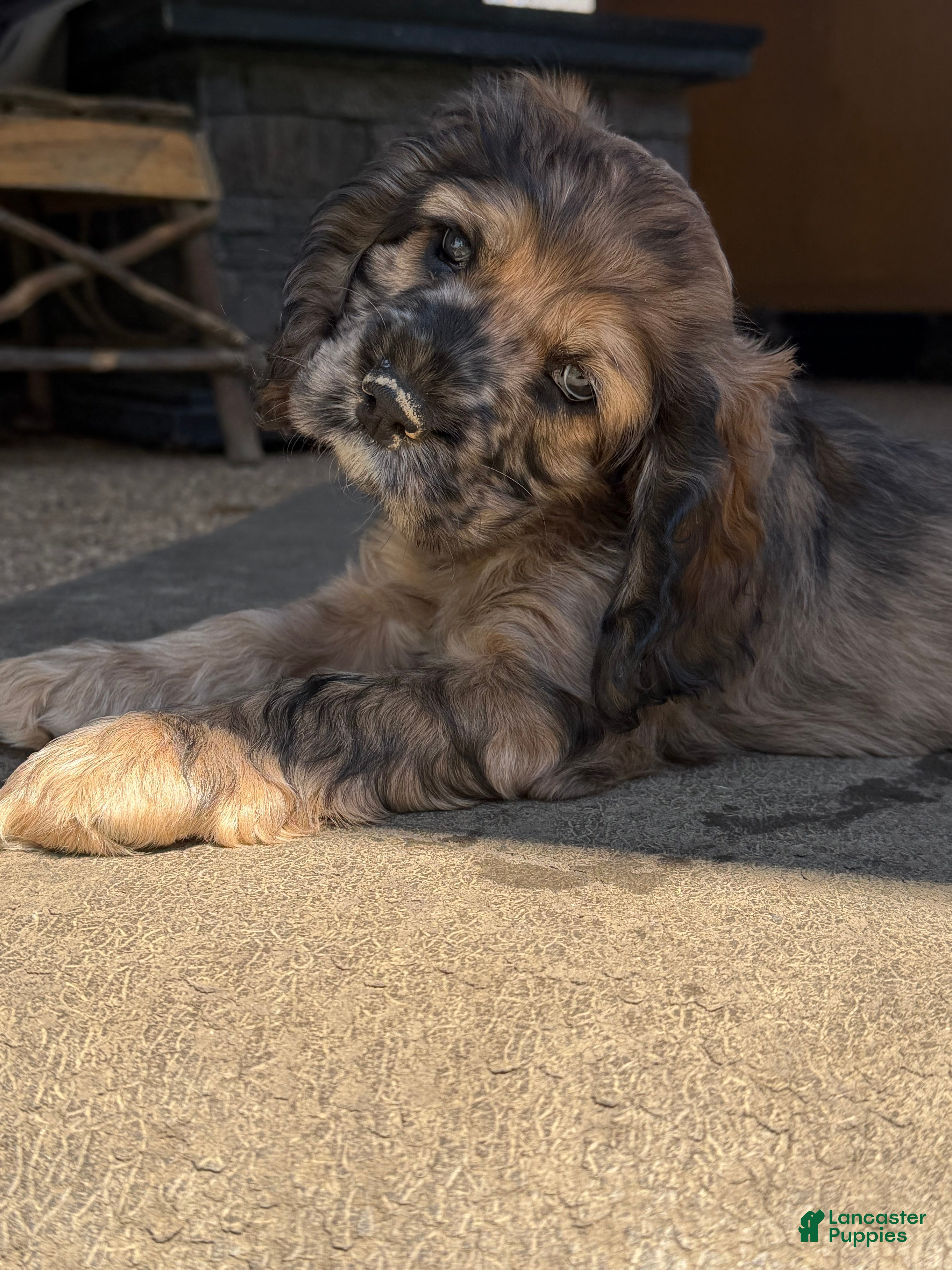 Cocker Spaniel dogs Artemis (Artie) - Ad 1