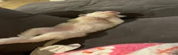 Sheepadoodle dogs for sale: Daenerys - Ad 11
