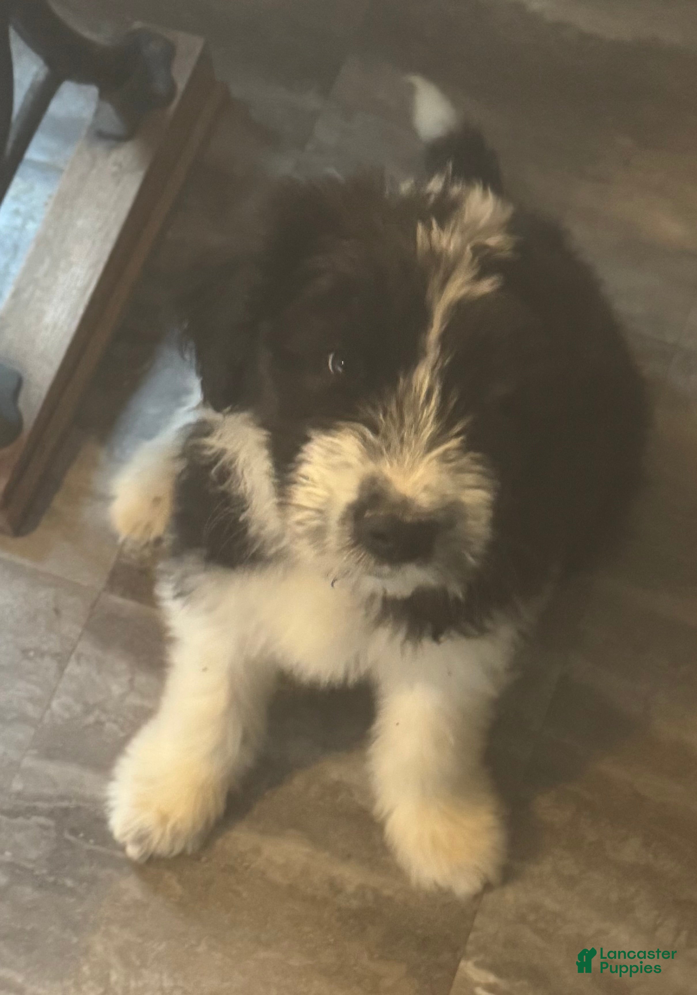 Sheepadoodle dogs Harriett - Ad 30