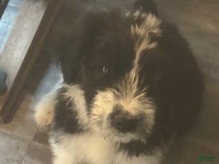 Sheepadoodle dogs Harriett - Ad 30