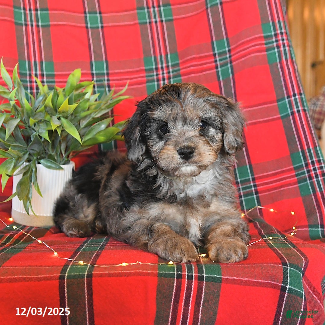 Cavapoo dogs for sale: Ace - Ad 3