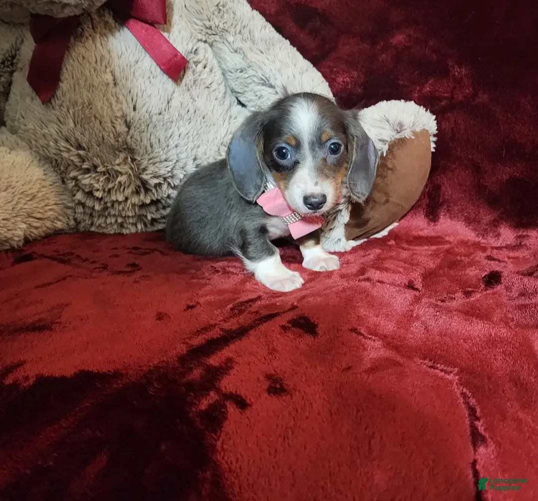Miniature Dachshund dogs for sale: BLUEBERRY - Ad 9