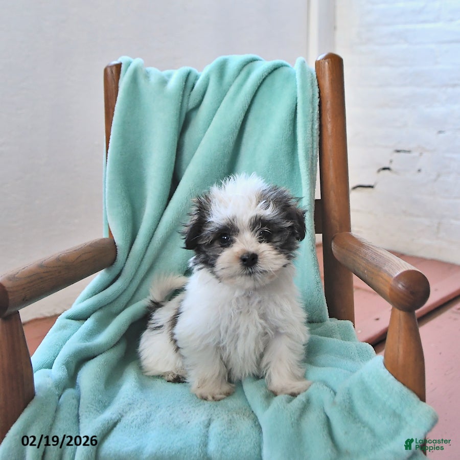 Havanese dogs Quinn - Ad 1