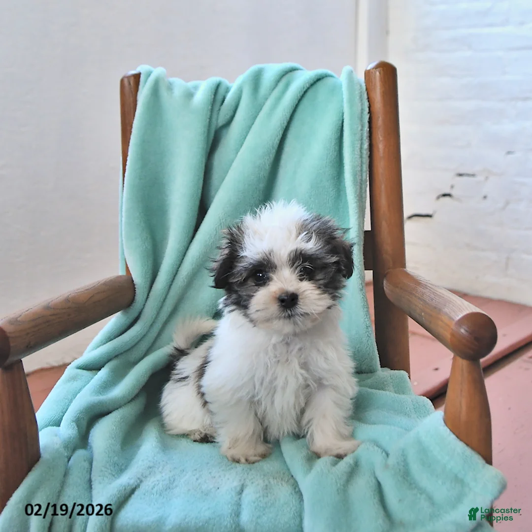 Havanese dogs for sale: Quinn - Ad 1