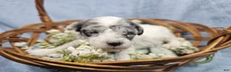 Mini Goldendoodle dogs for sale: Maple - Ad 12