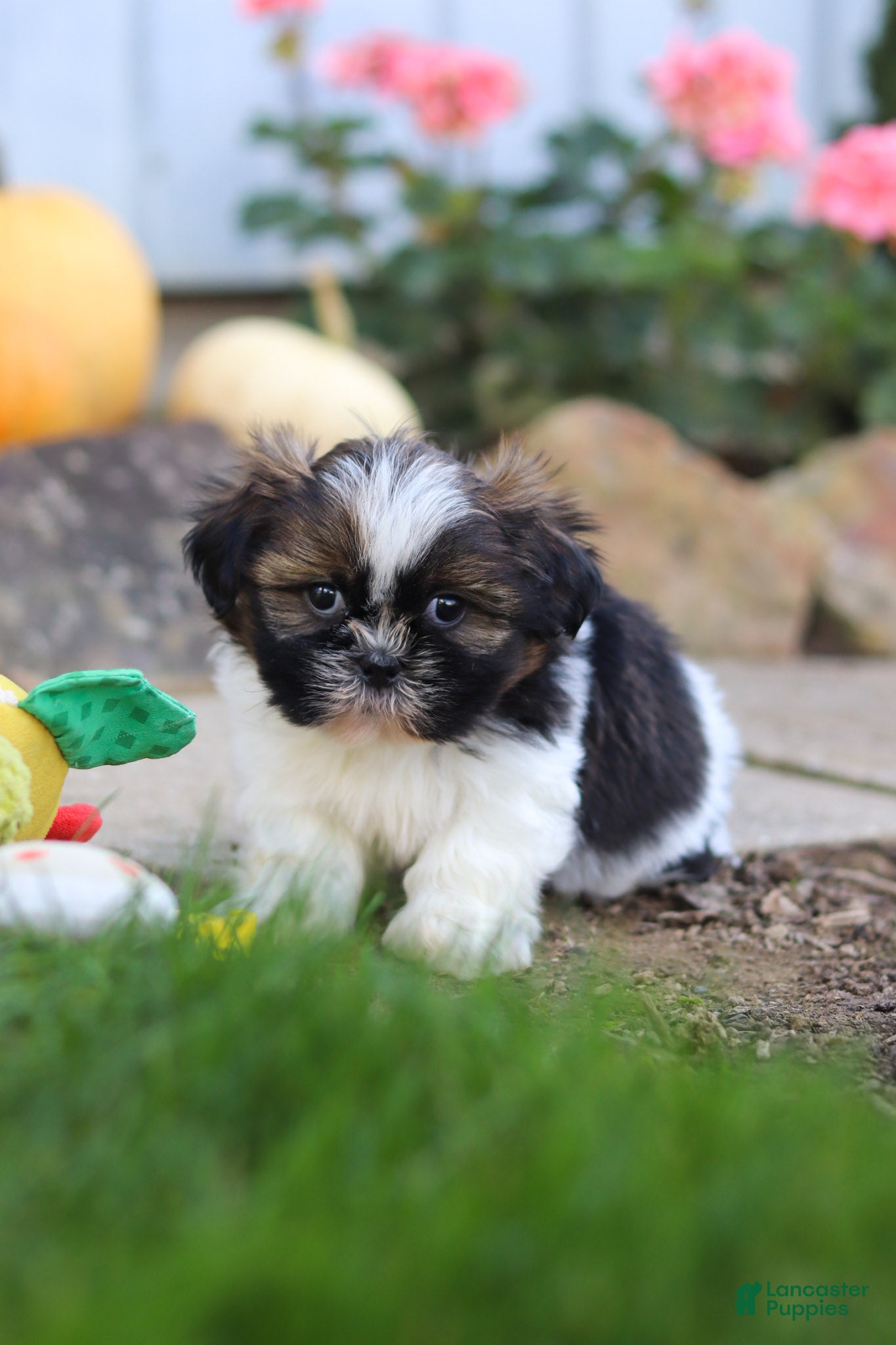 Shih Tzu dogs Riley - Ad 2