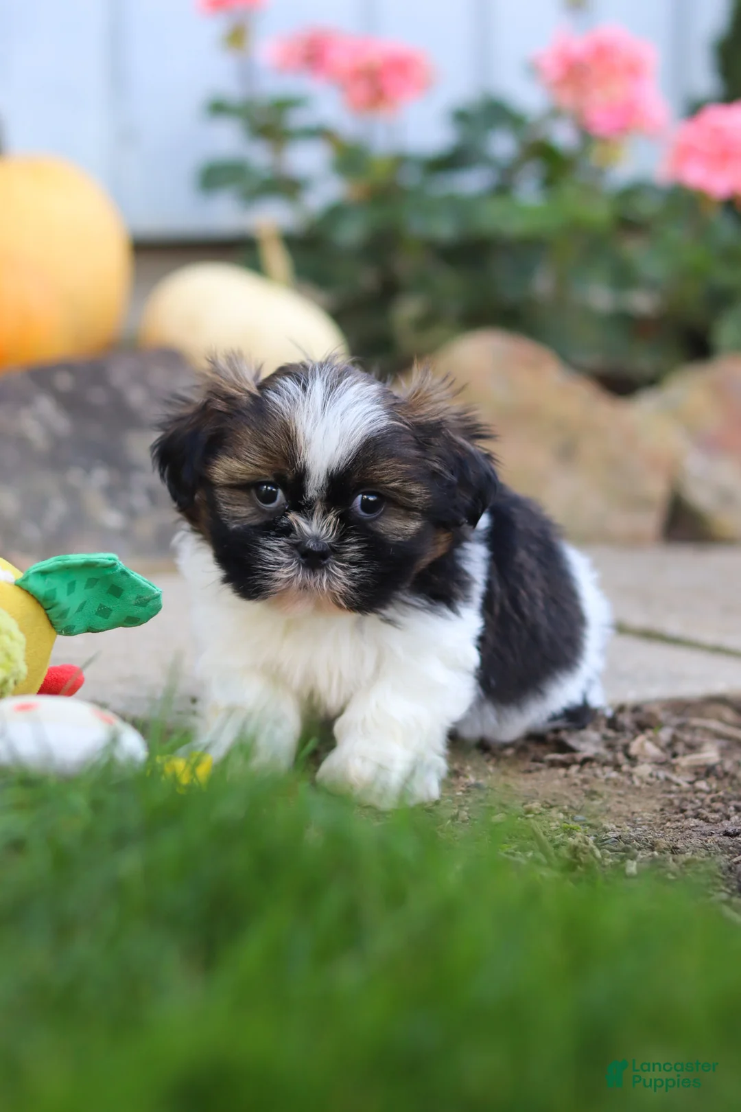 Shih Tzu dogs for sale: Riley - Ad 2