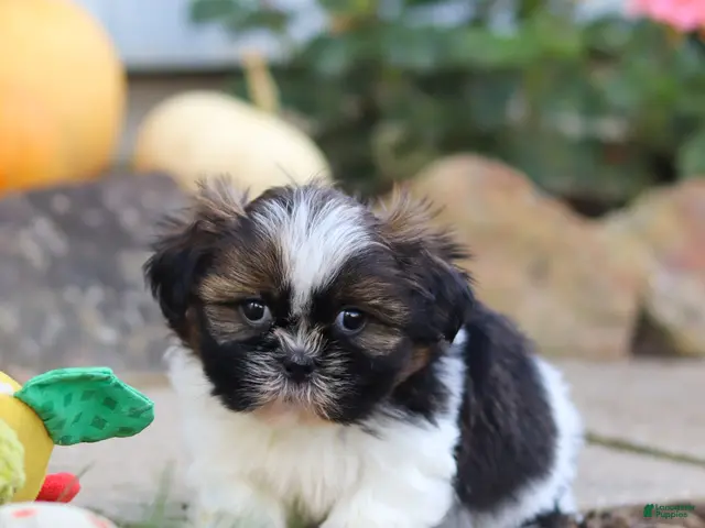 Shih Tzu dogs for sale: Riley - Ad 2