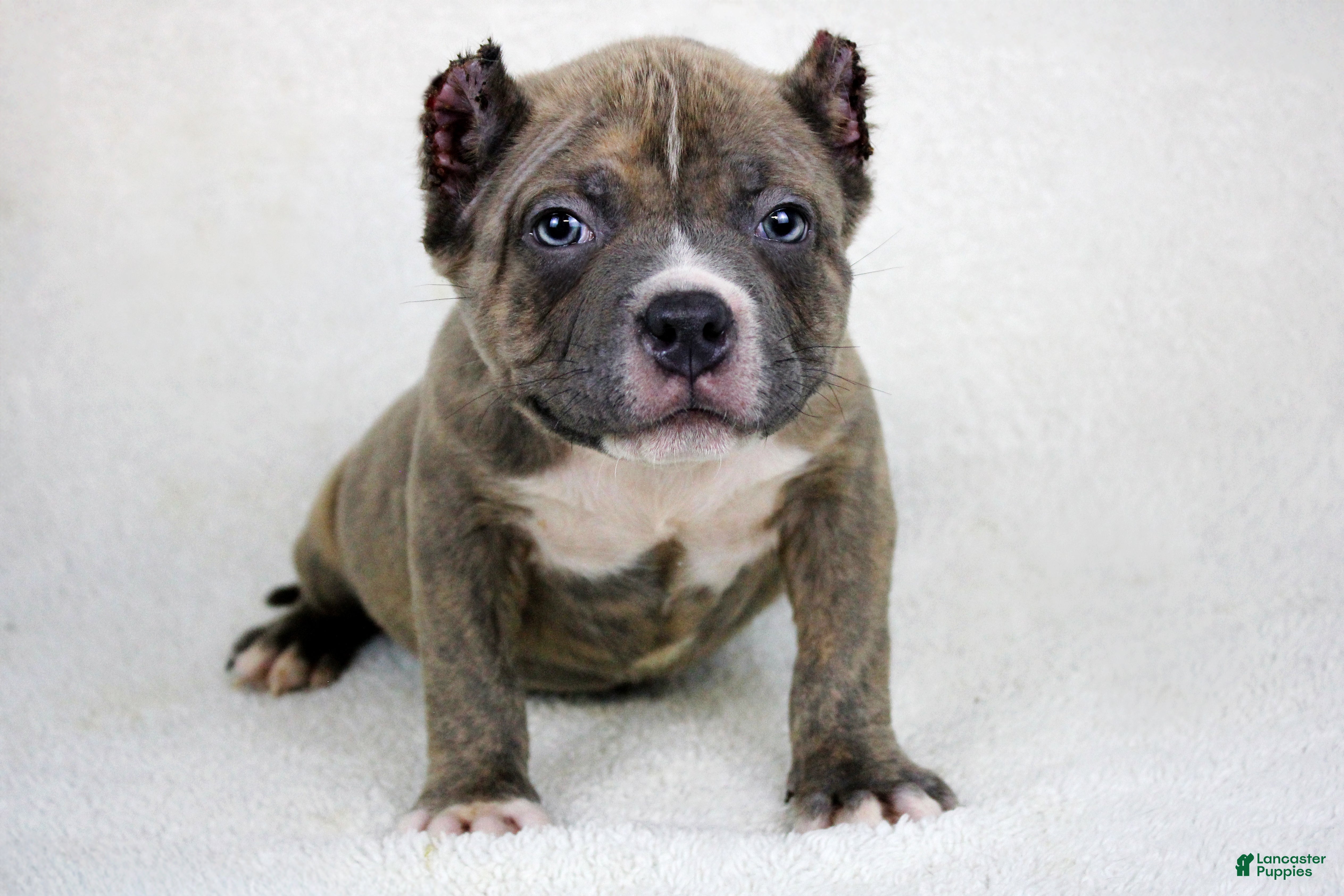 American Bully dogs Brindle Male - Ad 1