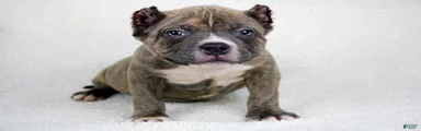 Brindle Male