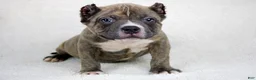 American Bully dogs for sale: Brindle Male - Ad 1