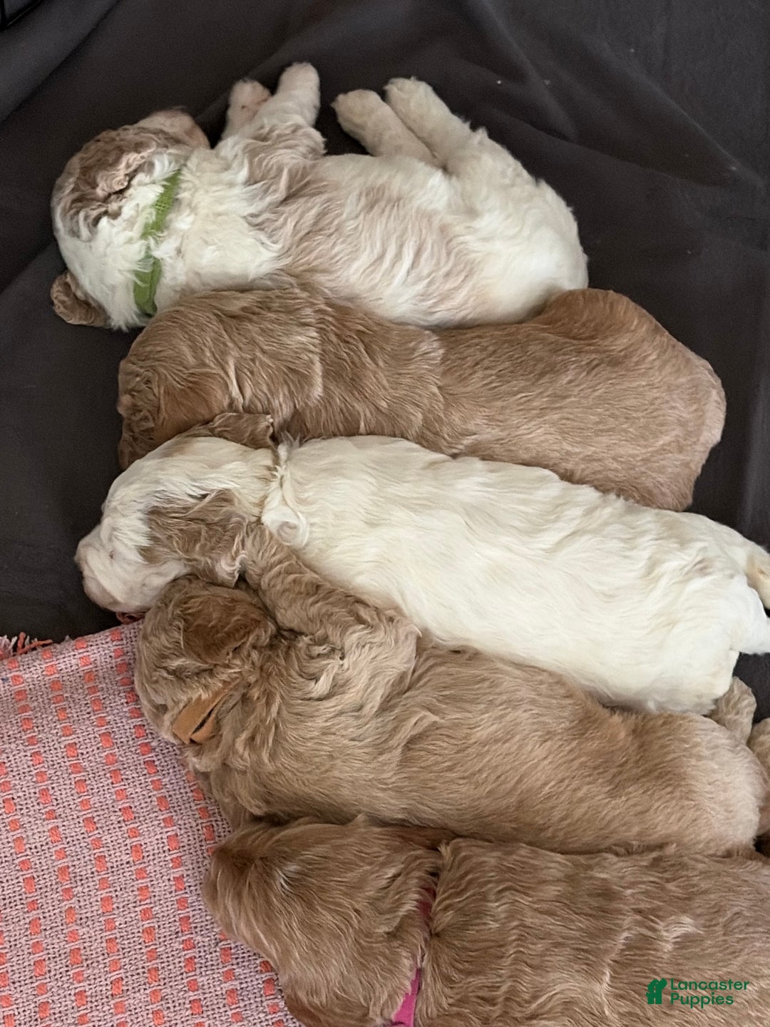 Goldendoodle dogs for sale: Bean - Ad 3