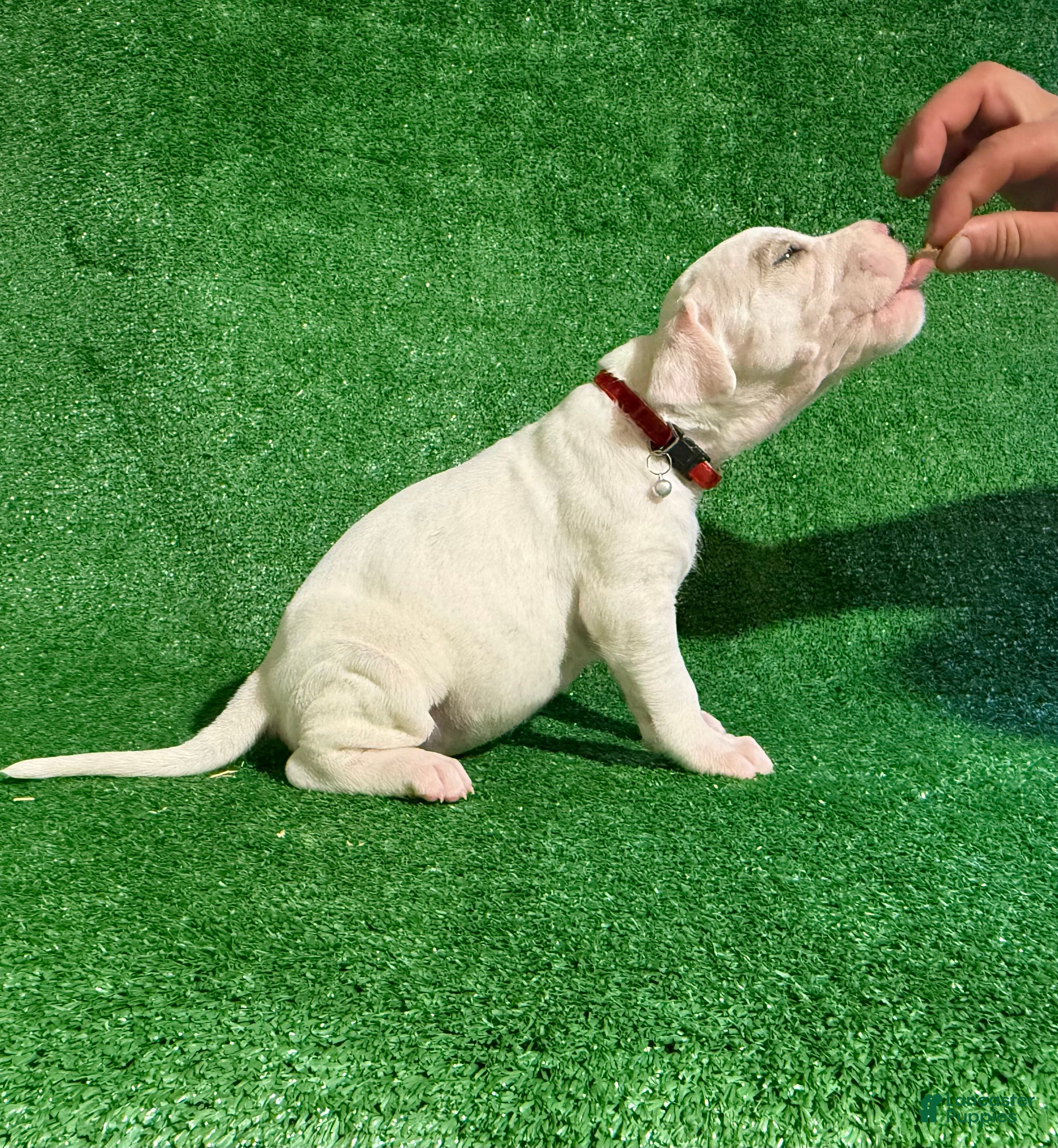 Dogo Argentino dogs Red female  - Ad 1