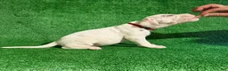 Dogo Argentino dogs for sale: Red female  - Ad 1