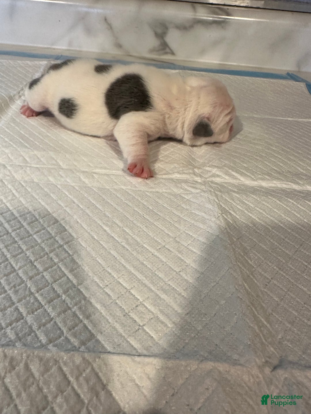 English Bulldog dogs for sale: Blue Fawn Merle Boy  - Ad 13