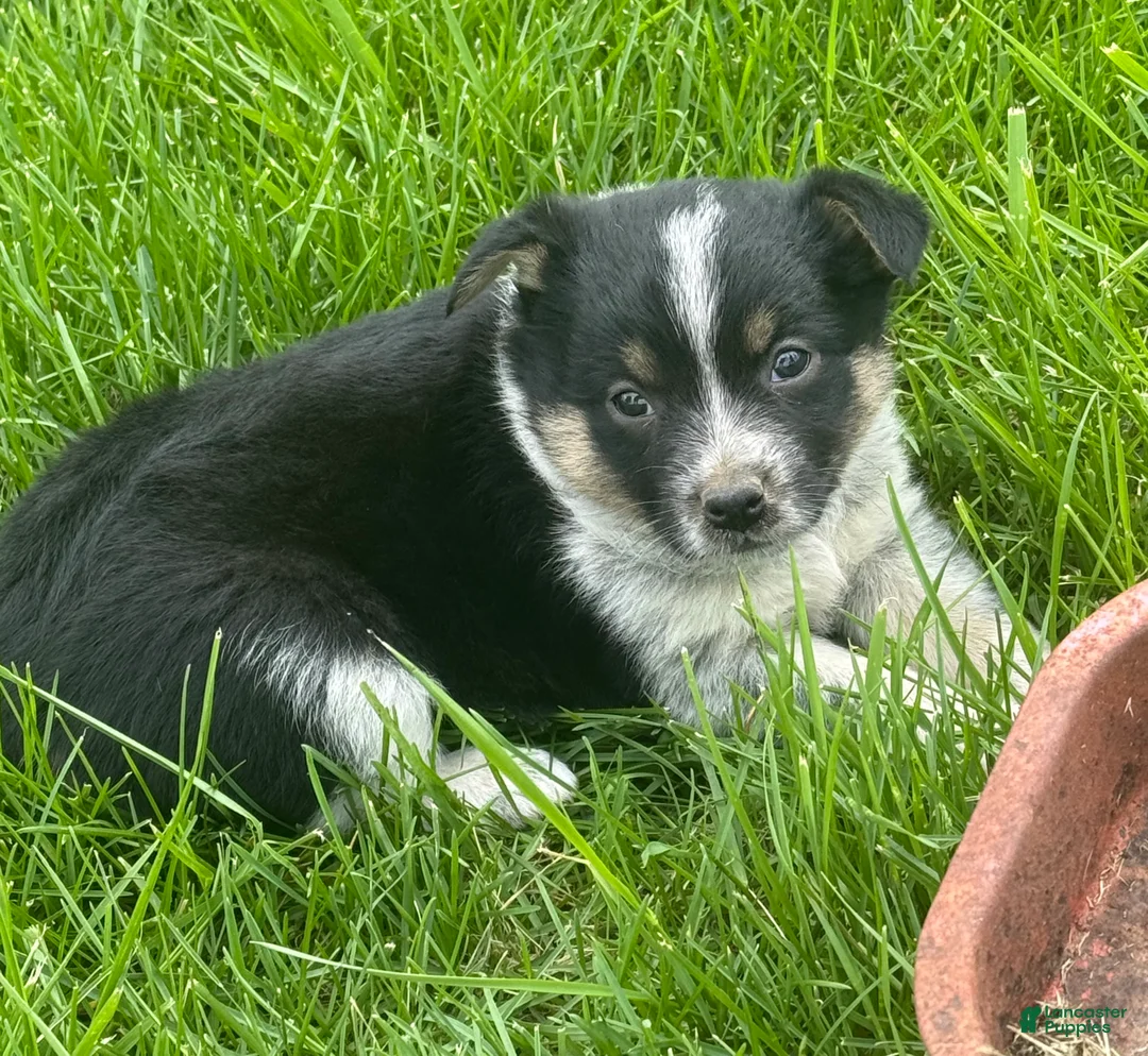 Mixed Breed dogs for sale: Mixed Breed Puppy 3 - Ad 1
