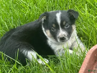 Mixed Breed dogs for sale: Mixed Breed Puppy 3 - Ad 4