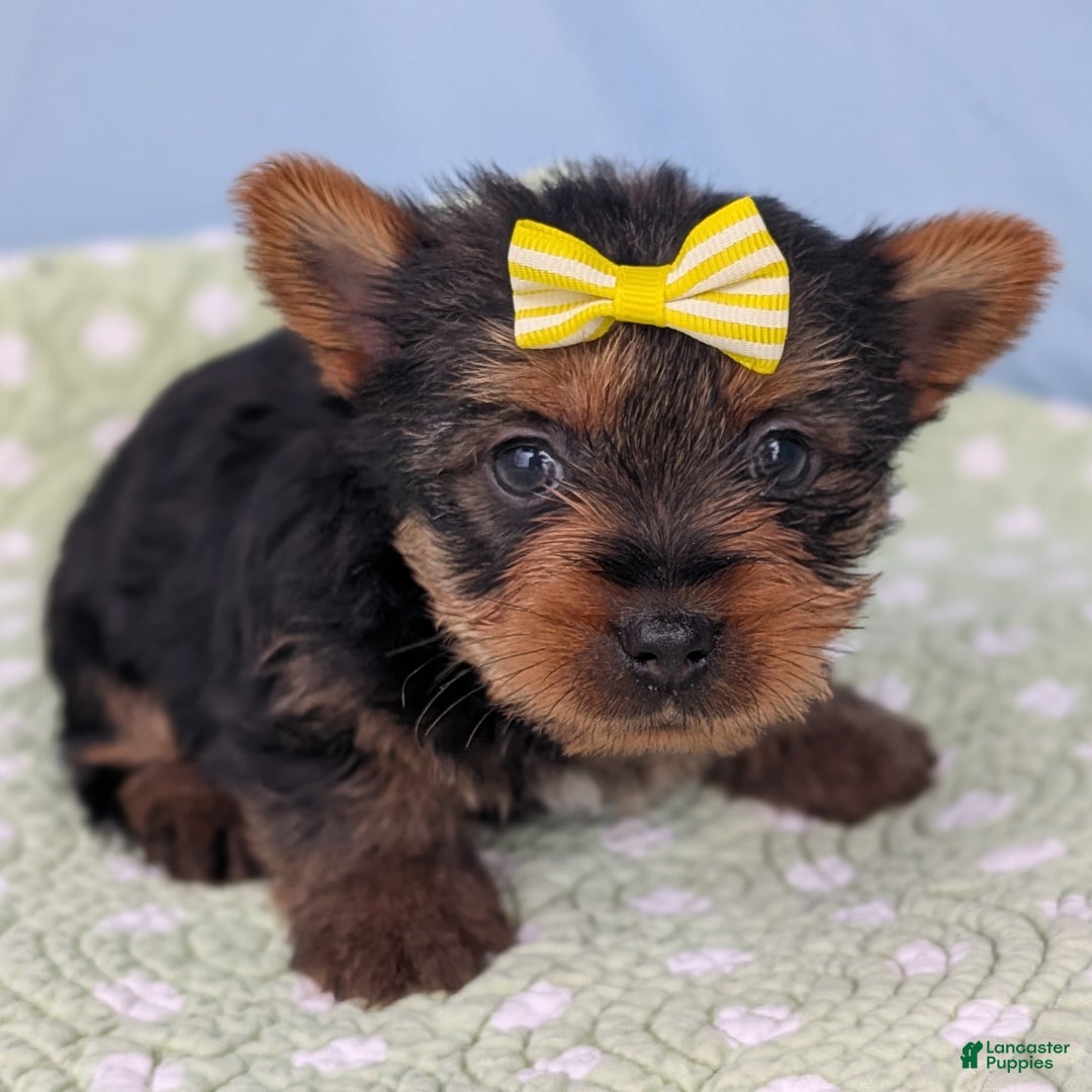 Yorkshire Terrier dogs for sale: Spritz - Ad 2