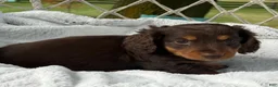 Miniature Dachshund dogs for sale: Bryce - Ad 5