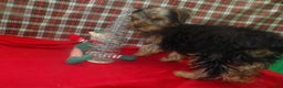 Yorkshire Terrier dogs for sale: Charlie - Ad 6