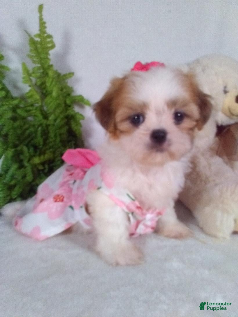 Shih Tzu dogs Piper  - Ad 1