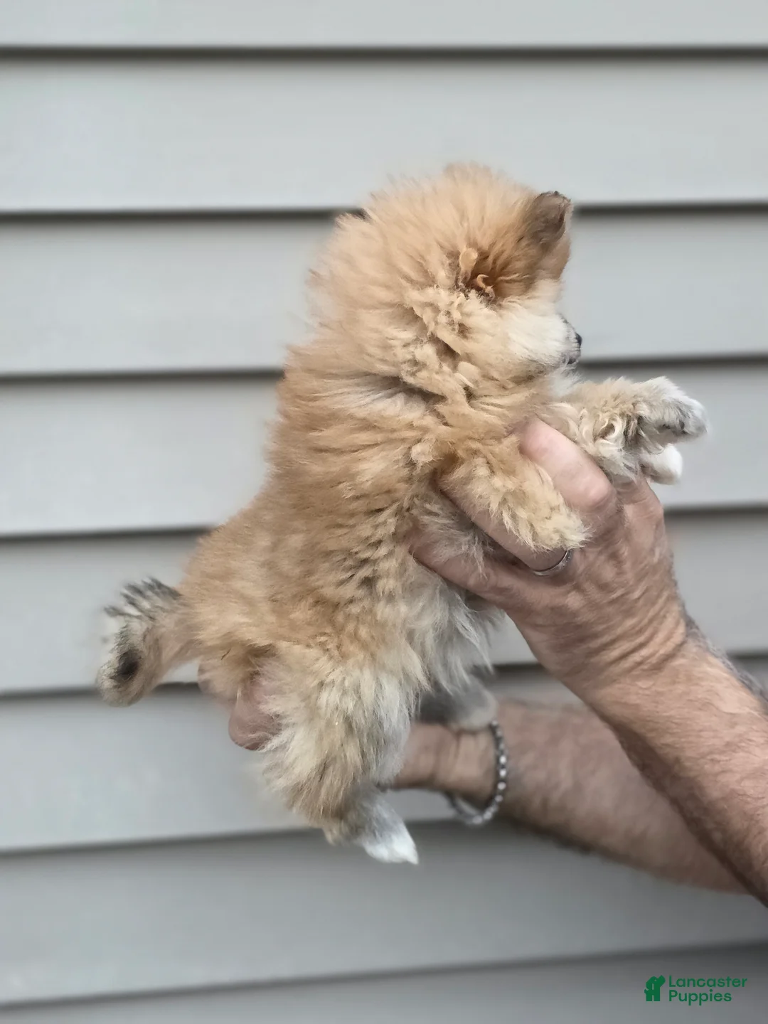 Pomeranian dogs for sale: Roxy  - Ad 3