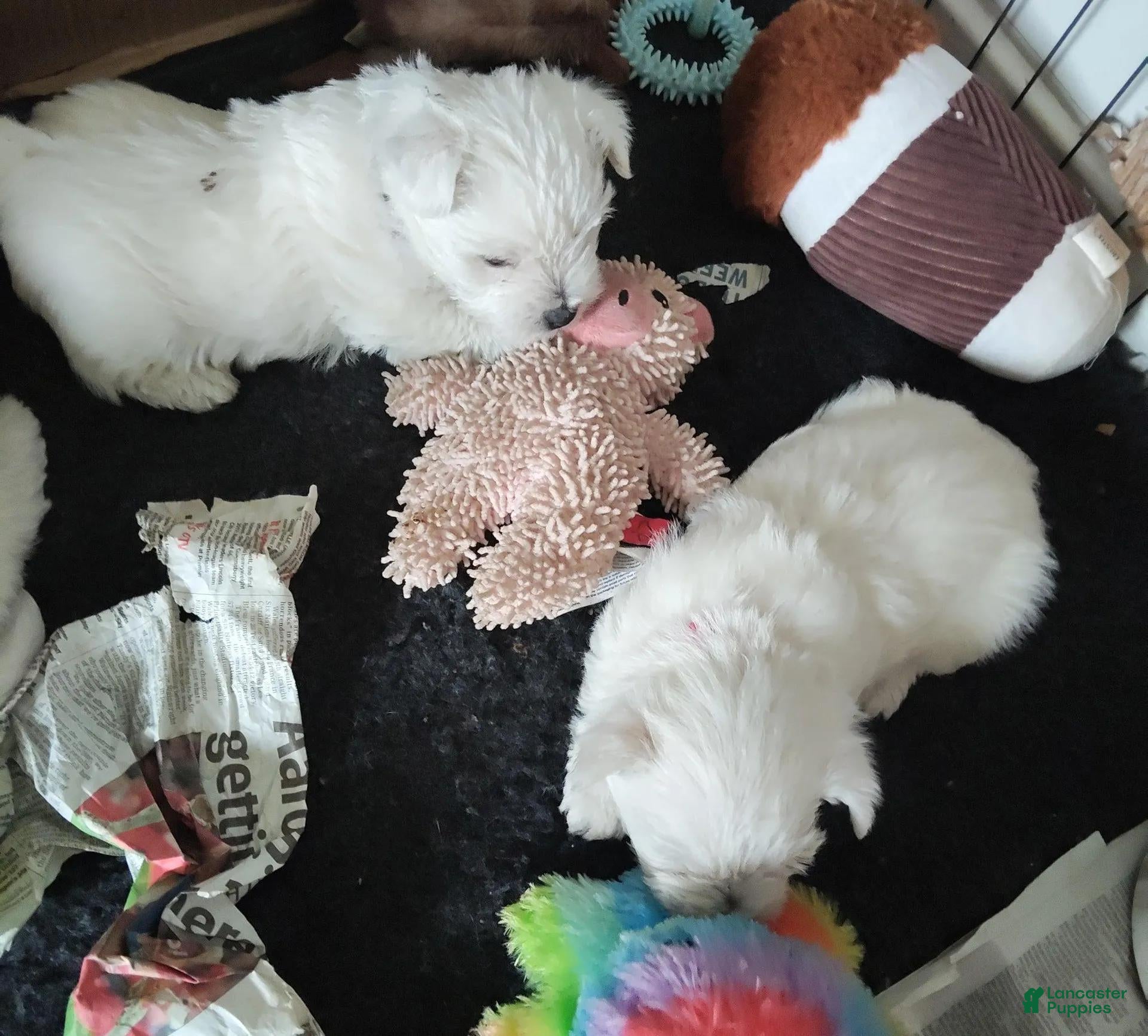 West Highland White Terrier (West Highland White Terrier, Male) in Brooklyn, NY