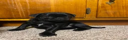 Pug dogs for sale: Pug 1 - Ad 2