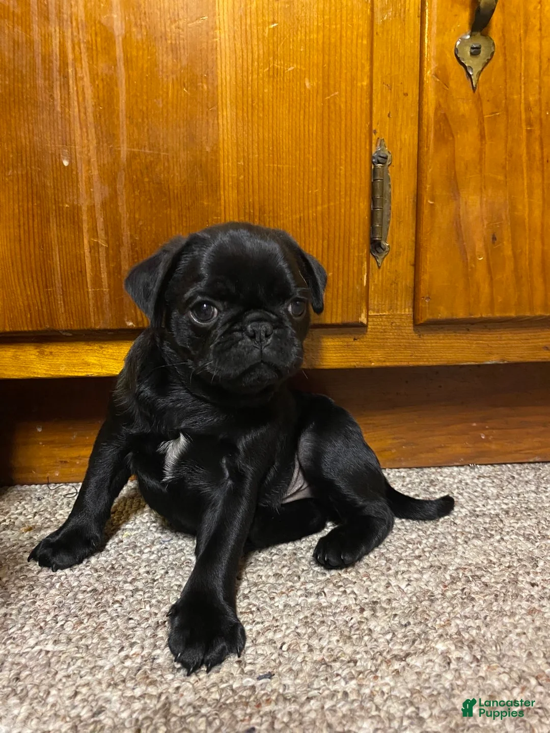 Pug dogs for sale: Pug 1 - Ad 2