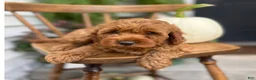 Cockapoo dogs for sale: Macy - Ad 4