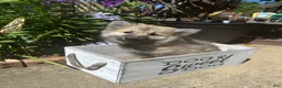 Pomsky dogs for sale: Ranger - Ad 4