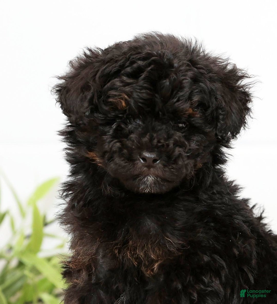 Toy Poodle dogs for sale: Lilly Toy - Ad 9