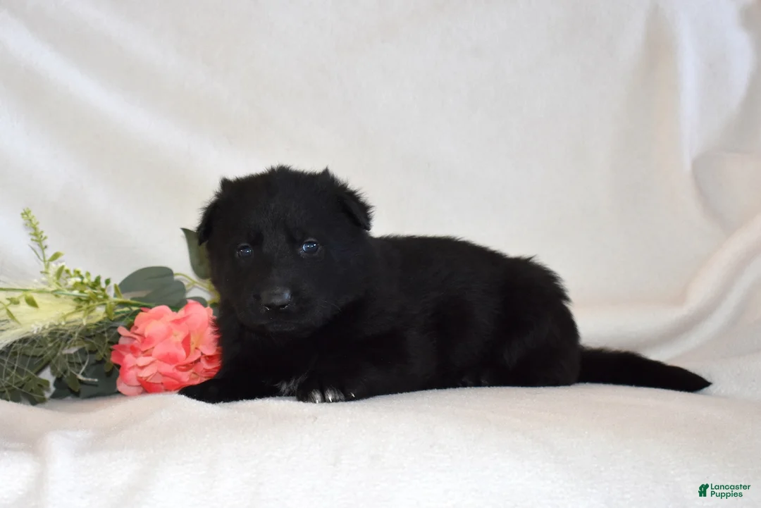 German Shepherd dogs for sale: Star - Ad 5