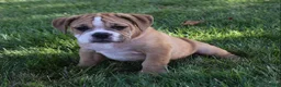 Beabull dogs for sale: Molly  - Ad 5