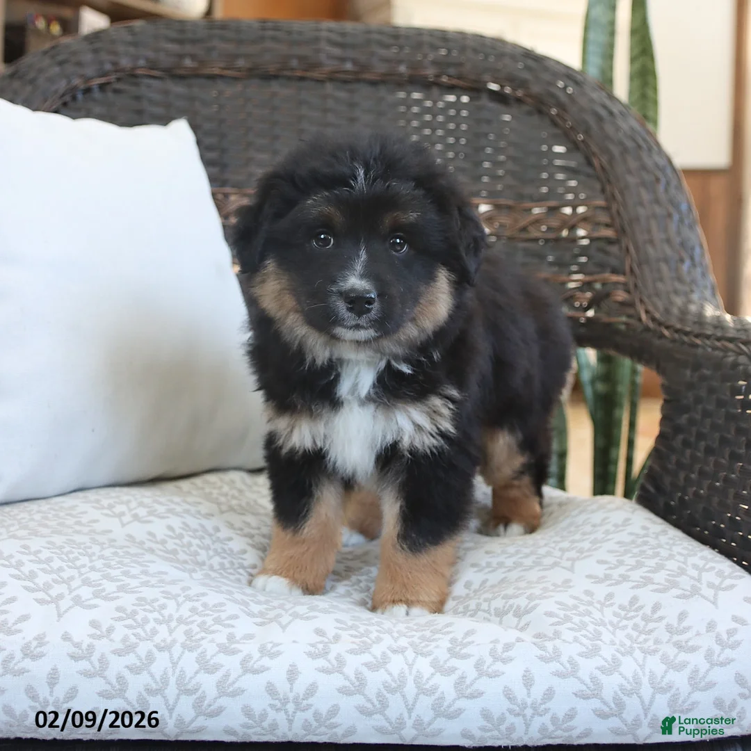 Miniature Australian Shepherd dogs for sale: Fern - Ad 4