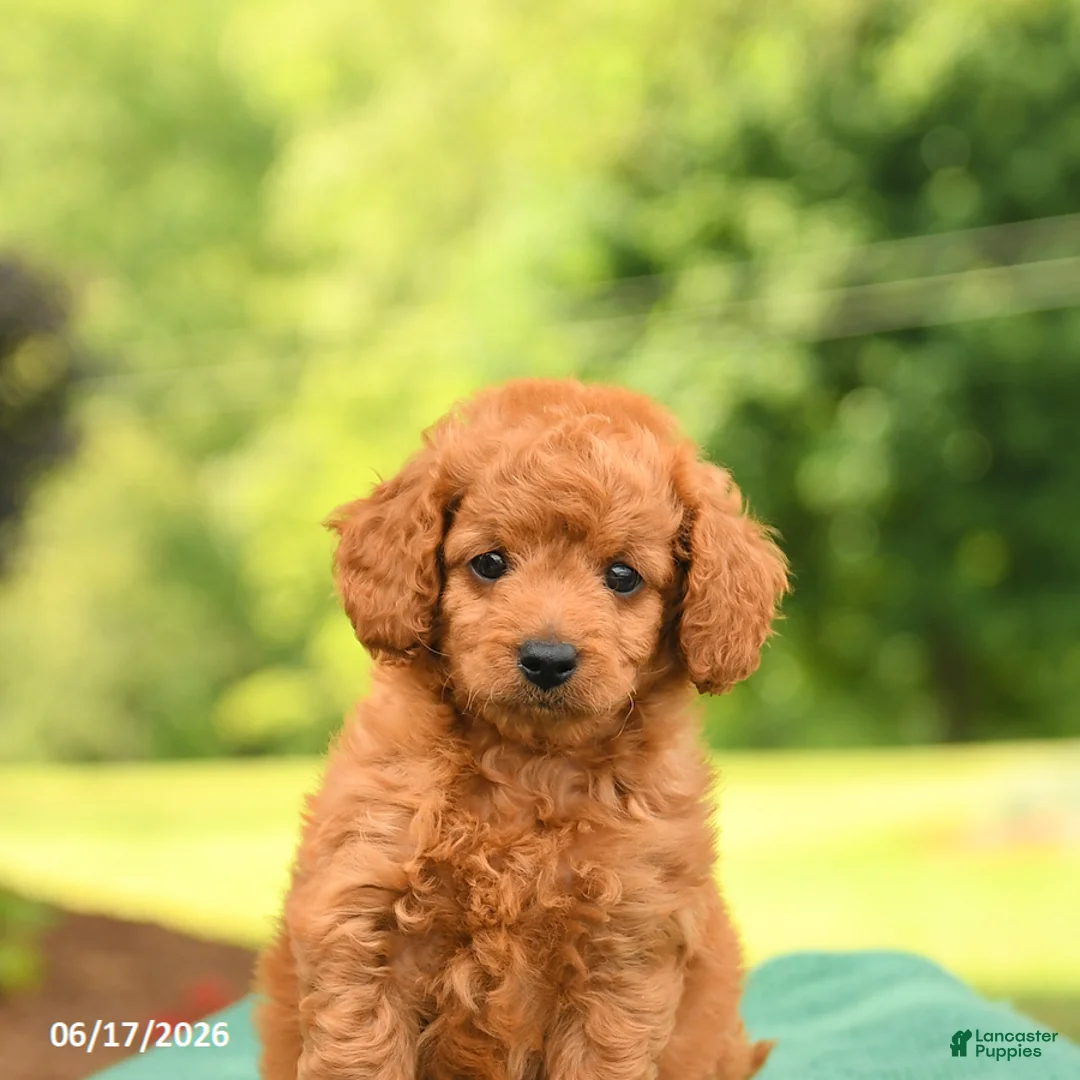 Mini Goldendoodle dogs for sale: Axel - Ad 5