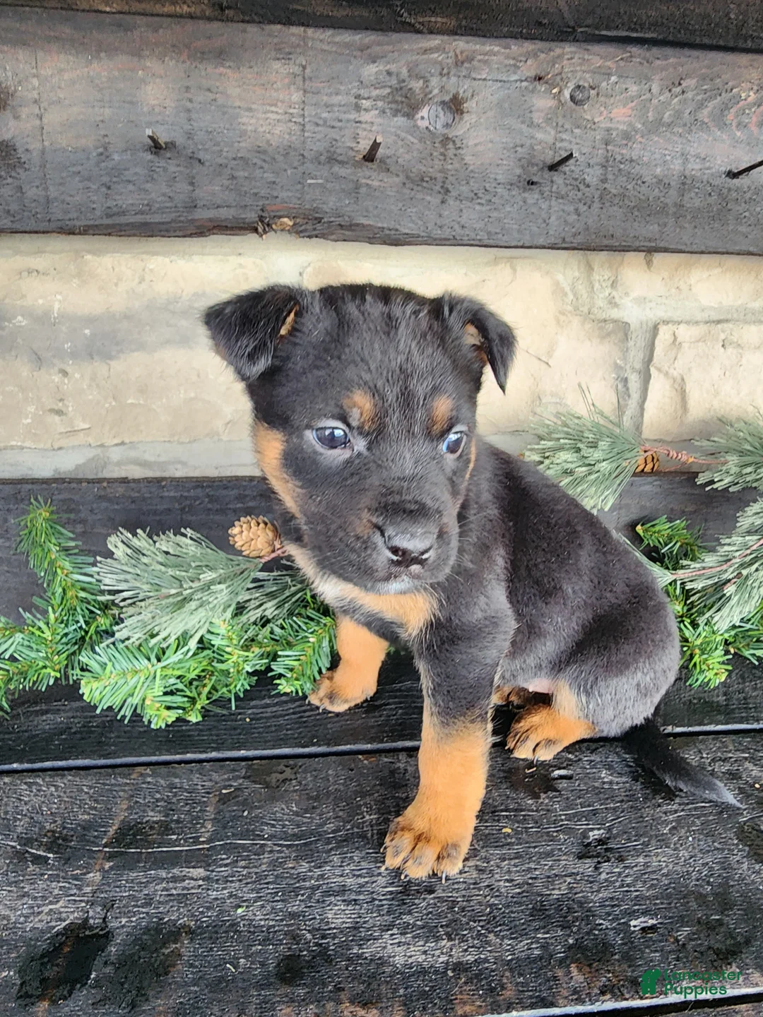 Mixed Breed dogs for sale: Rita - Ad 7